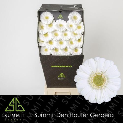 Gerbera mini Albino