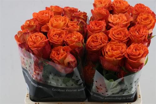 Rosa grootbloemig Careless Whisper