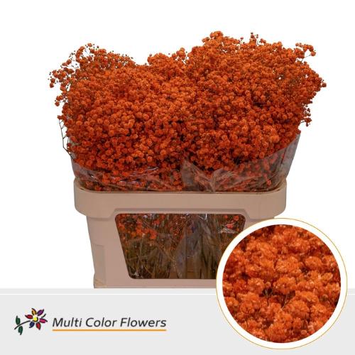 Gypsophila overig kleurbehandeld H%