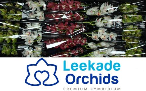 Cymbidium mini per tak gemengd 2 kleuren