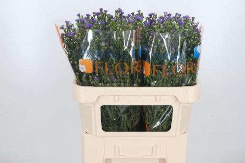 Aster Novi-belgii Grp Casamare
