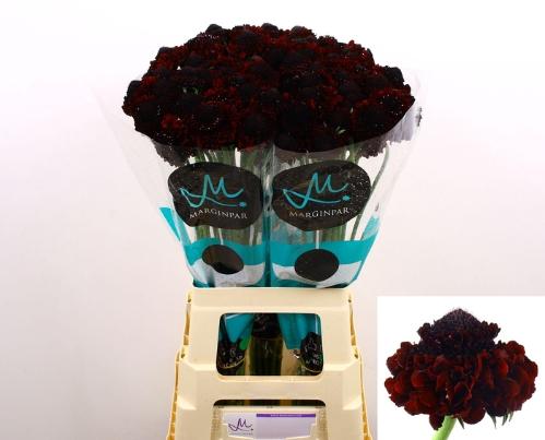 Scabiosa atropurpurea Bon Bon Marachino Cherry Scoop