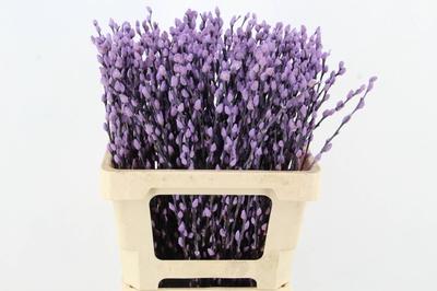Salix kleurbehandeld H%