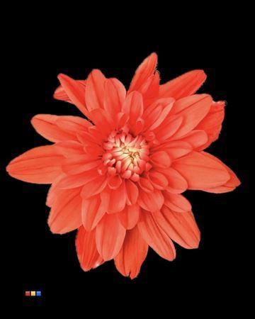 Chrysanthemum Indicum Grp tros kas kleurbehandeld H%