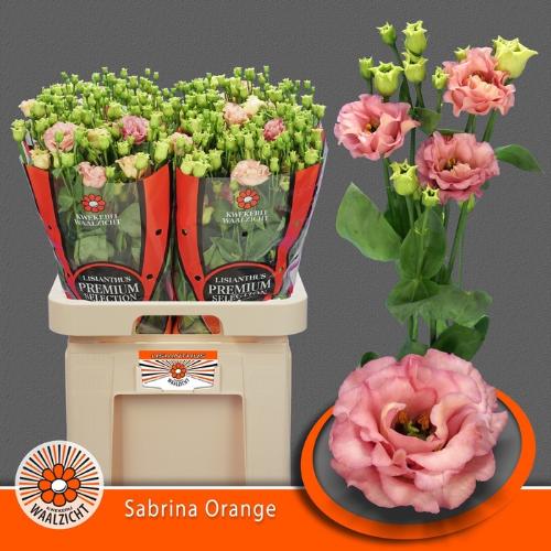 Eustoma russellianum gevuldbloemig russellianum 'Sabrina Orange'