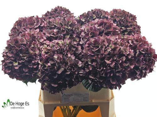 Hydrangea macrophylla Magical Rubyred (classic paars)