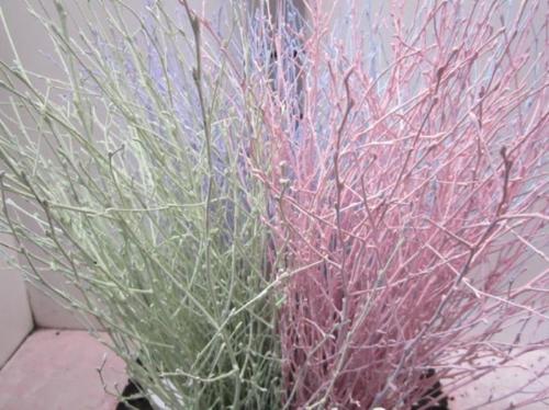 Betula kleurbehandeld H%