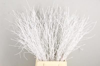 Betula per bos kleurbehandeld