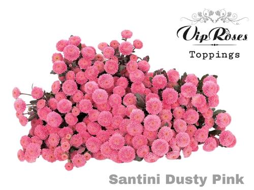 Chrysanthemum Indicum Grp tros santini kleurbehandeld H%