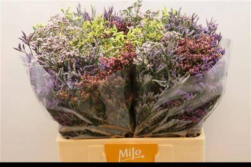 Limonium sinensis Diamond gemengd
