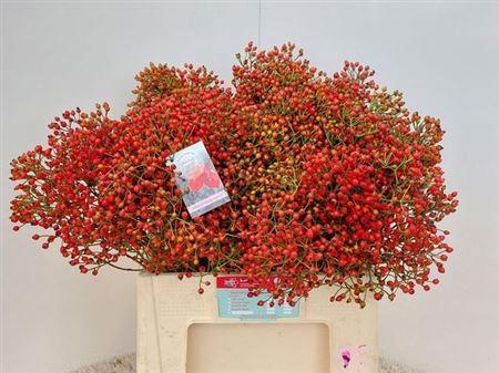 Rosa Floribunda Grp 'Autumn Splash' (rozenbottel)