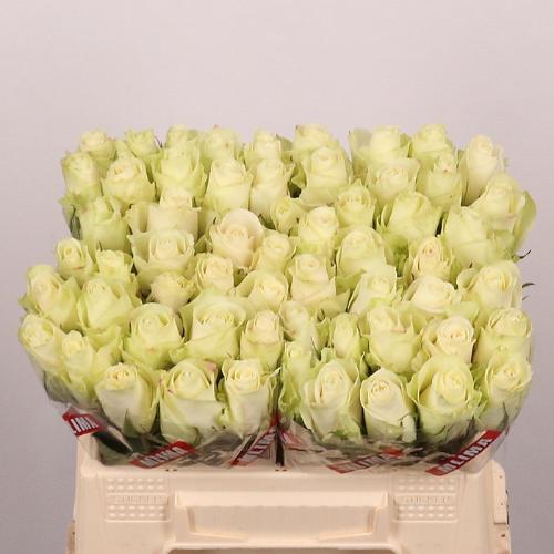 Rosa grootbloemig Athena