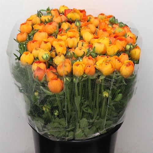 Ranunculus asiaticus 'Elegance Orange'