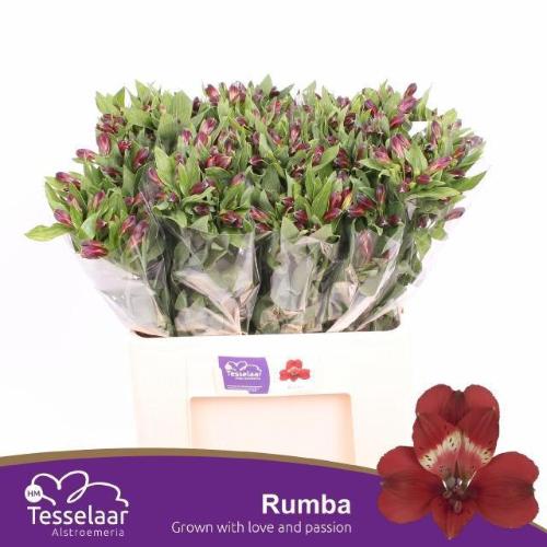 Alstroemeria Rumba
