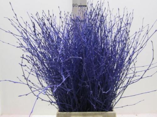 Betula kleurbehandeld H%