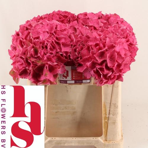 Hydrangea macrophylla 'Rodeo' (rood)