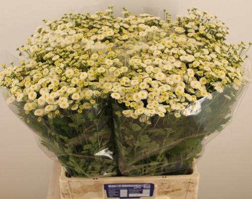 Tanacetum parthenium 'Rio'