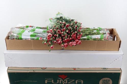 Dianthus tros 'Minuetto'