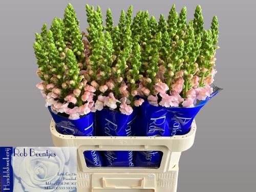 Antirrhinum majus 'Costa Silver'