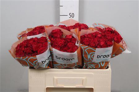 Rosa tros Dominica