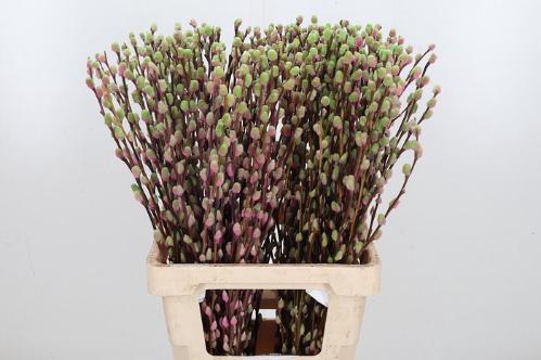 Salix kleurbehandeld H%