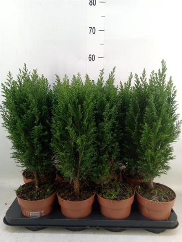 Chamaecyparis lawsoniana 'Ellwoodii'