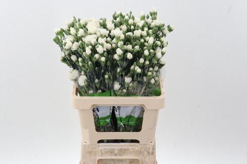 Dianthus tros 'Tarifa'