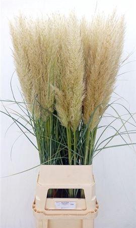 Cortaderia selloana 'Evita'