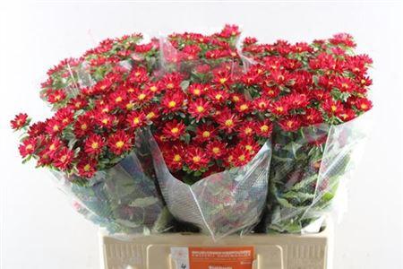 Callistephus chinensis 'Serenade Carmine'