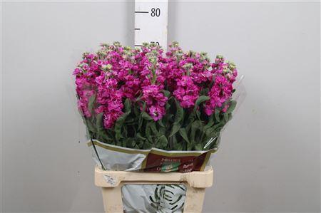 Matthiola incana 'Iron Rose'