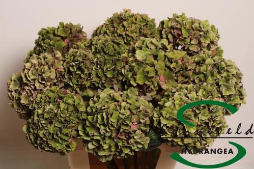 Hydrangea macrophylla 'Rodeo' (classic)