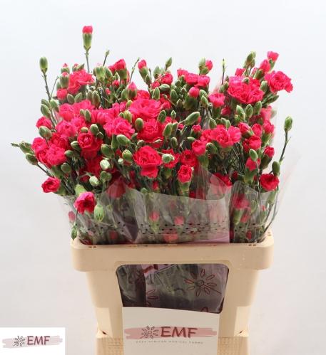 Dianthus tros Cherry Blossom+