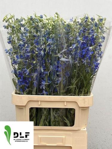 Delphinium Belladonna Grp enkelbloemig 'Volkerfrieden'