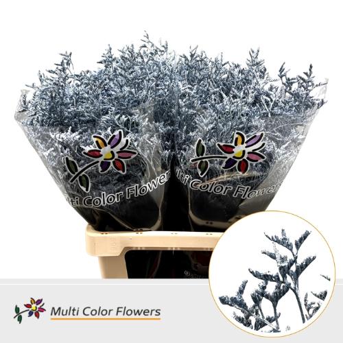 Limonium overig kleurbehandeld H%