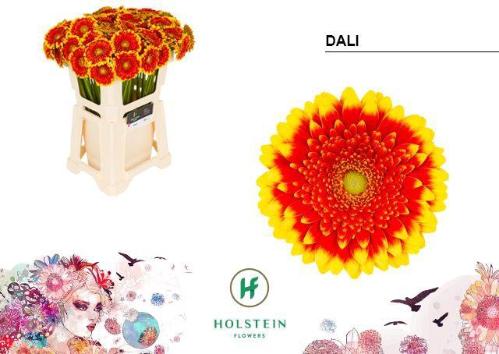 Gerbera Pomponi Dali