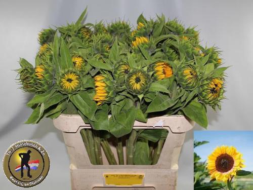 Helianthus annuus 'Sunrich Orange'