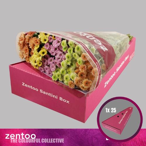 Chrysanthemum Indicum Grp tros santini gemengd