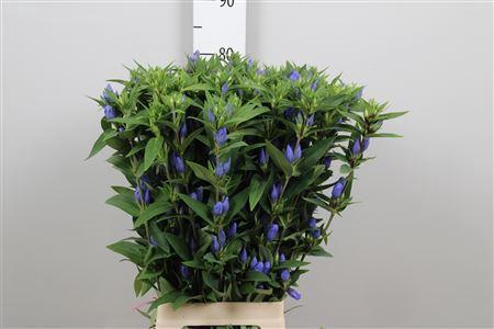 Gentiana Blue Sky