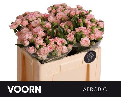 Rosa tros Aerobic