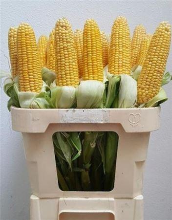 Siervruchten per tak Zea mays