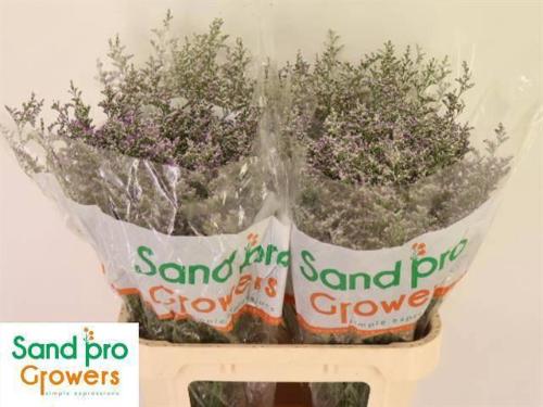 Limonium 'Misty Blue'