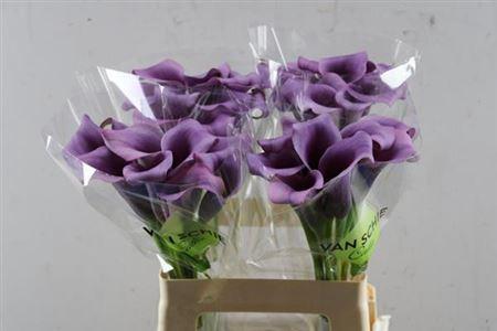 Zantedeschia 'Paco'