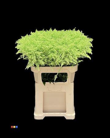 Solidago kleurbehandeld H%