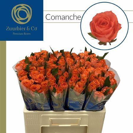 Rosa grootbloemig Comanche