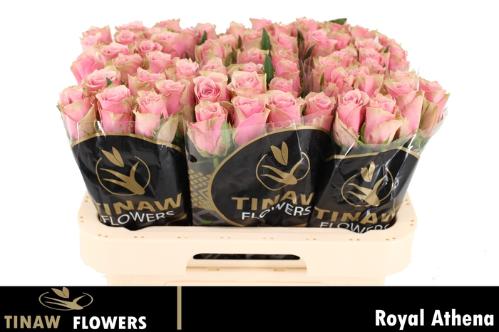 Rosa grootbloemig Athena Royale