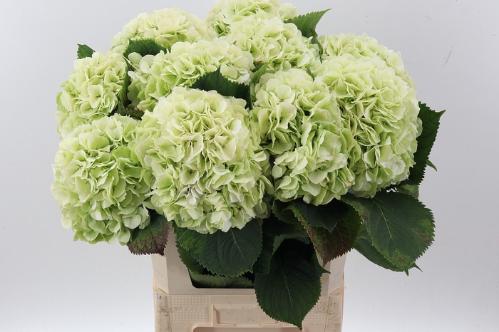 Hydrangea macrophylla Noordpool (classic)