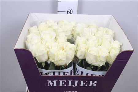 Rosa grootbloemig Avalanche+