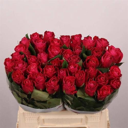 Rosa grootbloemig Movie Star