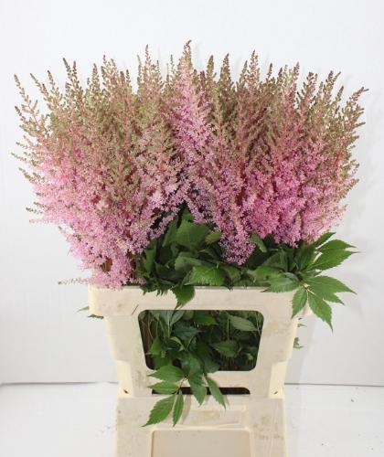 Astilbe Arendsii Grp 'Erika'