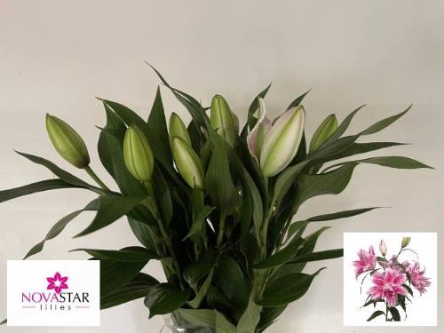 Lilium Oriental Grp Roselily Isabella